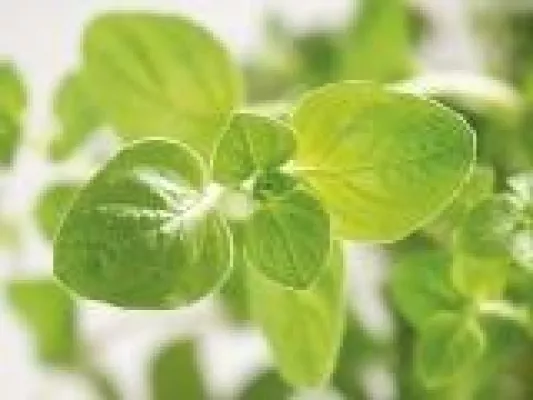 Bild: Neuer Shop für Ergänzungsfuttermittel und Hygieneprodukte auf pflanzlicher Basis für Nutz- und Heimtiere