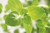Bild: Neuer Shop für Ergänzungsfuttermittel und Hygieneprodukte auf pflanzlicher Basis für Nutz- und Heimtiere
