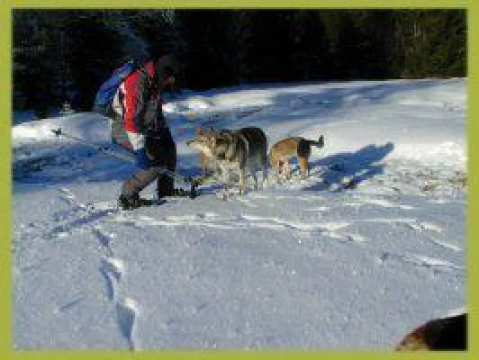 Bild: Bayerischer Wald Winter Wanderurlaub mit Hund in Bayern