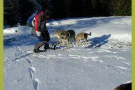 Bild: Bayerischer Wald Winter Wanderurlaub mit Hund in Bayern