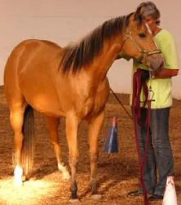 Bild: Authentic Horse Arts -Klimaveränderung - Es wird mehr gelächelt!