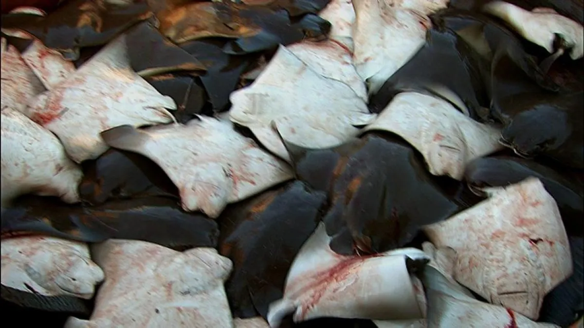 Foto: Atlantis Natur- und Umwelt Filmfest