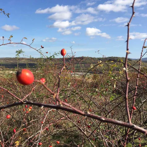 Bild: Hagebutte - Eine gesunde Wildfrucht, die es in sich hat!