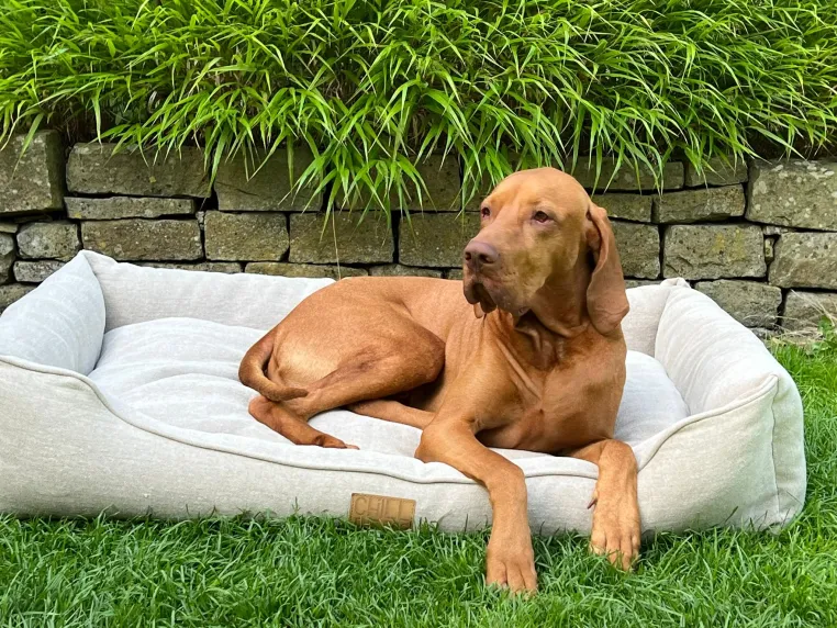 Bild: Warum ein Hundebett kein Wegwerfprodukt sein sollte