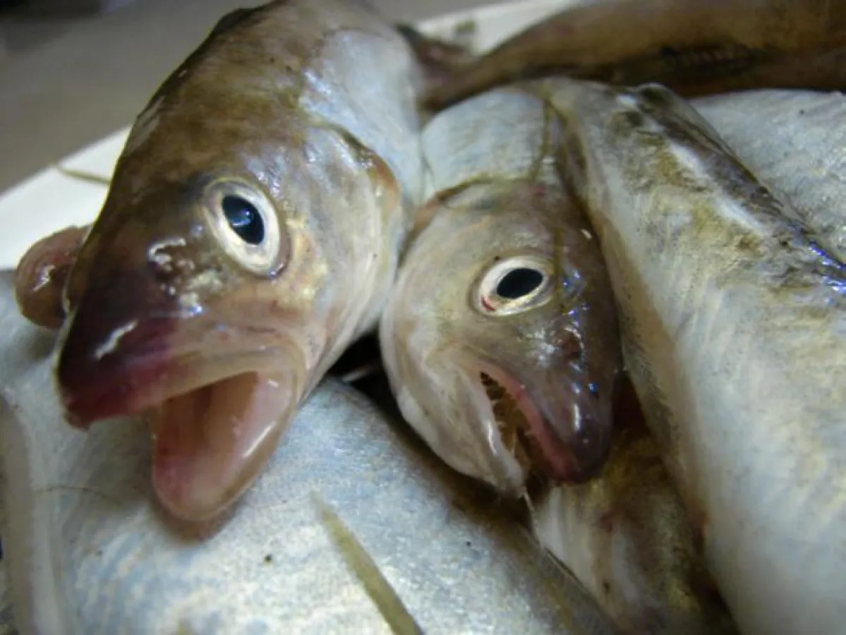 Unerwünschter Beifang bei der Krabbenfischerei