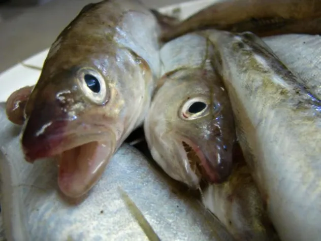 UN - Welttag der Meere am 8. Juni 2012 Bild: UN - Welttag der Meere am 8. Juni 2012