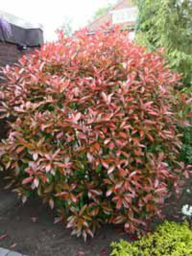 Die Glanzmispel Photinia fraseri Red Robin begeistert  durch leuchtendes Rot