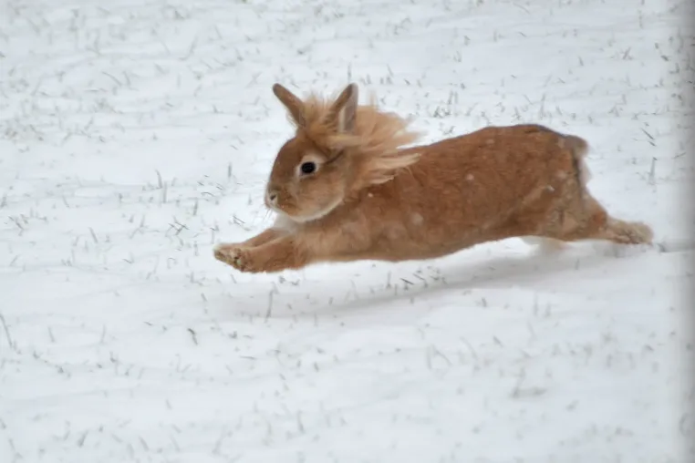 Kaninchen und Meerschweinchen im Winter – Wie man Haustiere sicher durch Frost und Kälte bringt Bild: Kaninchen und Meerschweinchen im Winter – Wie man Haustiere sicher durch Frost und Kälte bringt