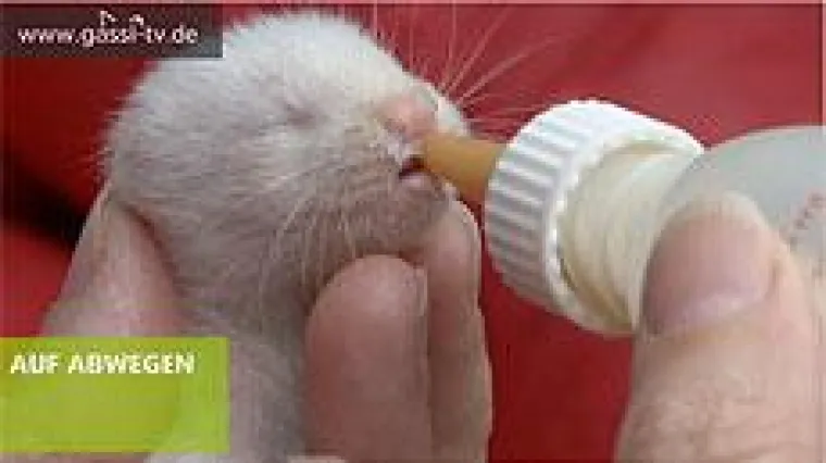 Bild: Traurige Geschichte mit Happy End