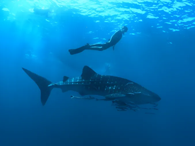 Bild: Flossen hoch für den Naturschutz: Nova Maldives feiert den Welttag des Walhais