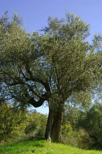 Bild: Olivenbaumpatenschaften – eine ausgefallene Geschenkidee, die der Natur zugute kommt