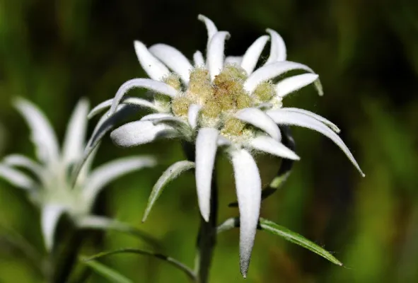 Bild: Das Alpen-Edelweiss