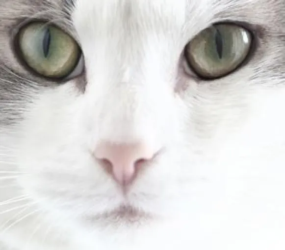 Bild: Auch Katzen brauchen Anerkennung – Bonner Agentur hilft Katzenfreunden, ihr Tier besser zu verstehen