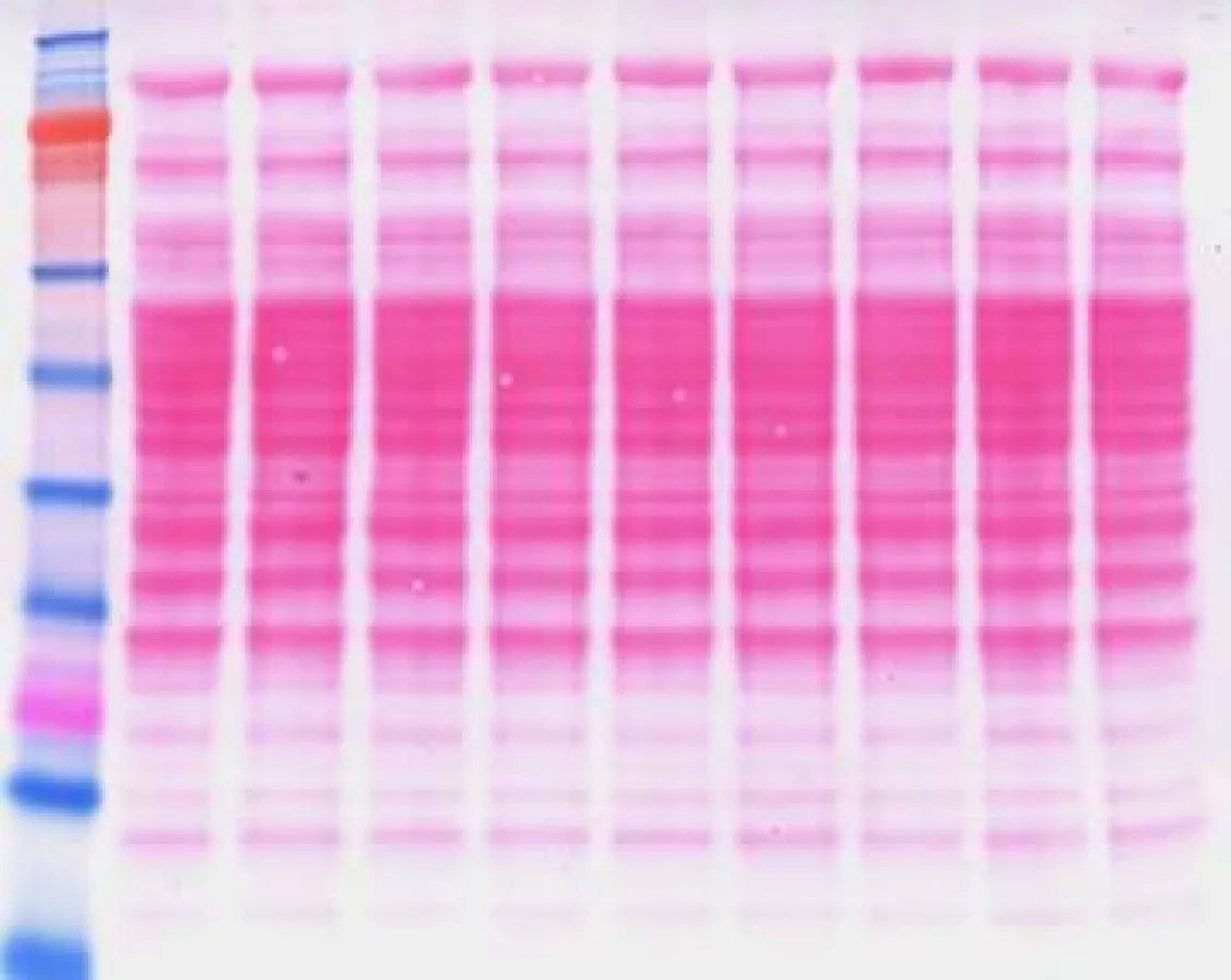 wicponceaustain, l.w.