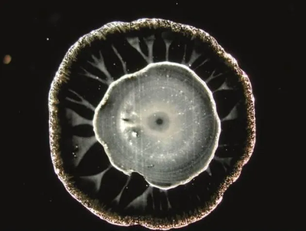 Bild: II. Wasser-Symposium Bad Füssing am 10. September 2012