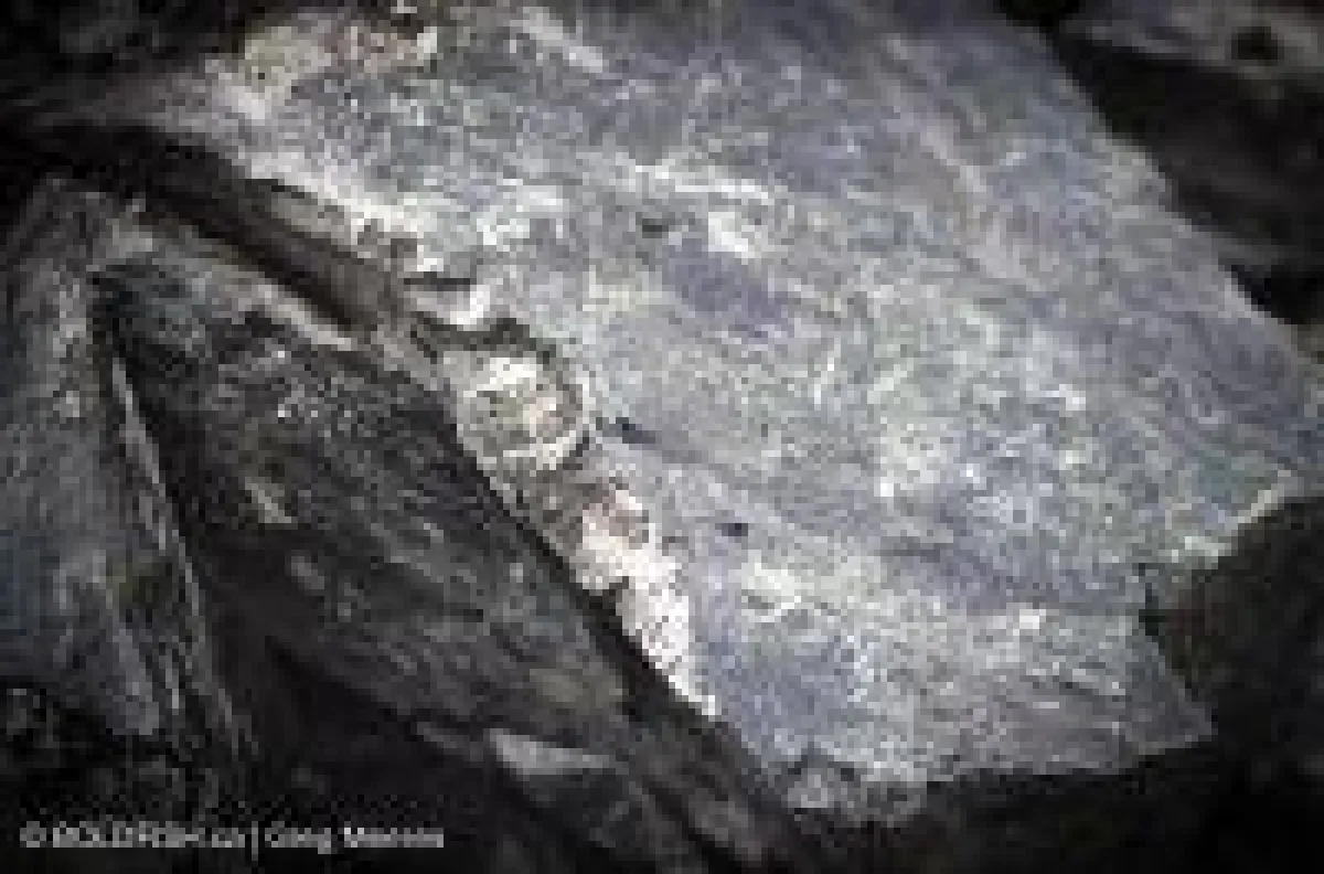 Platin- und Palladiumerz vom Wellgreen-Projekt; Foto: Greg Meeres