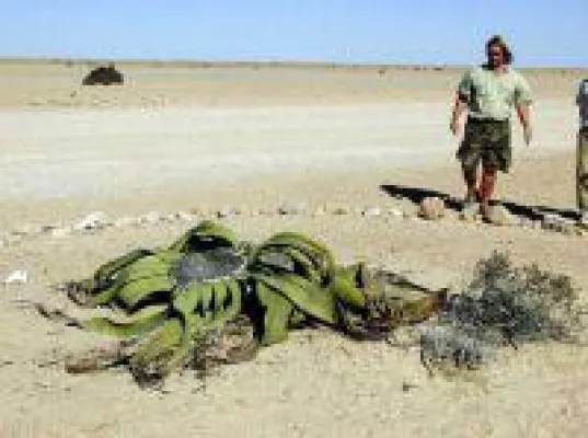 Bild: Südafrika-Namibia-Rundreise im Expeditionsbus, 17 Tage