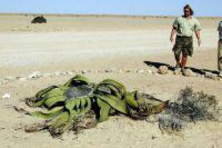 Südafrika-Namibia-Rundreise im Expeditionsbus, 17 Tage Bild: Südafrika-Namibia-Rundreise im Expeditionsbus, 17 Tage