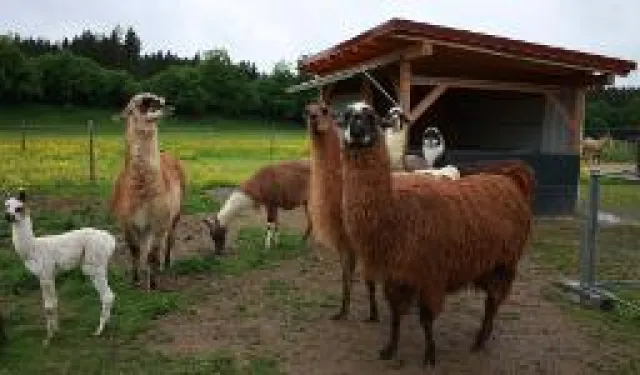 Neuweltkameliden zu Besuch in sozialen Einrichtungen Bild: Neuweltkameliden zu Besuch in sozialen Einrichtungen