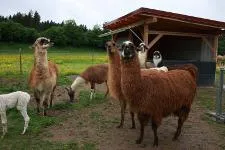 Neuweltkameliden zu Besuch in sozialen Einrichtungen Bild: Neuweltkameliden zu Besuch in sozialen Einrichtungen