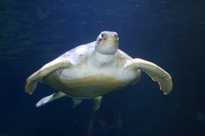 Bild: Im Schatten des Eisbären