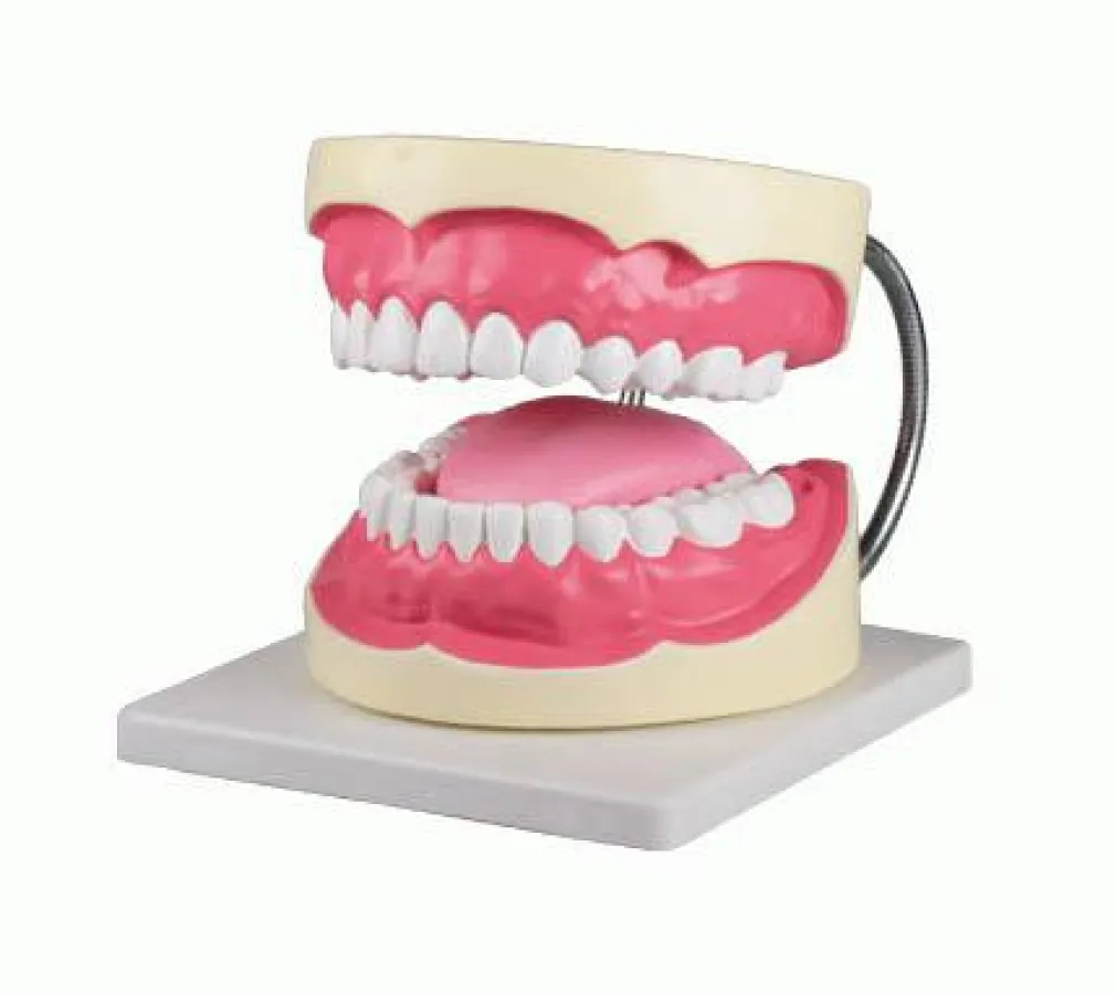 D216 Zahnpflegemodell, 3-fache Größe