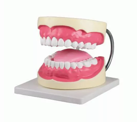 Bild: Zähne putzen aber richtig: Gute Zahnpflege beginnt mit der passenden Technik