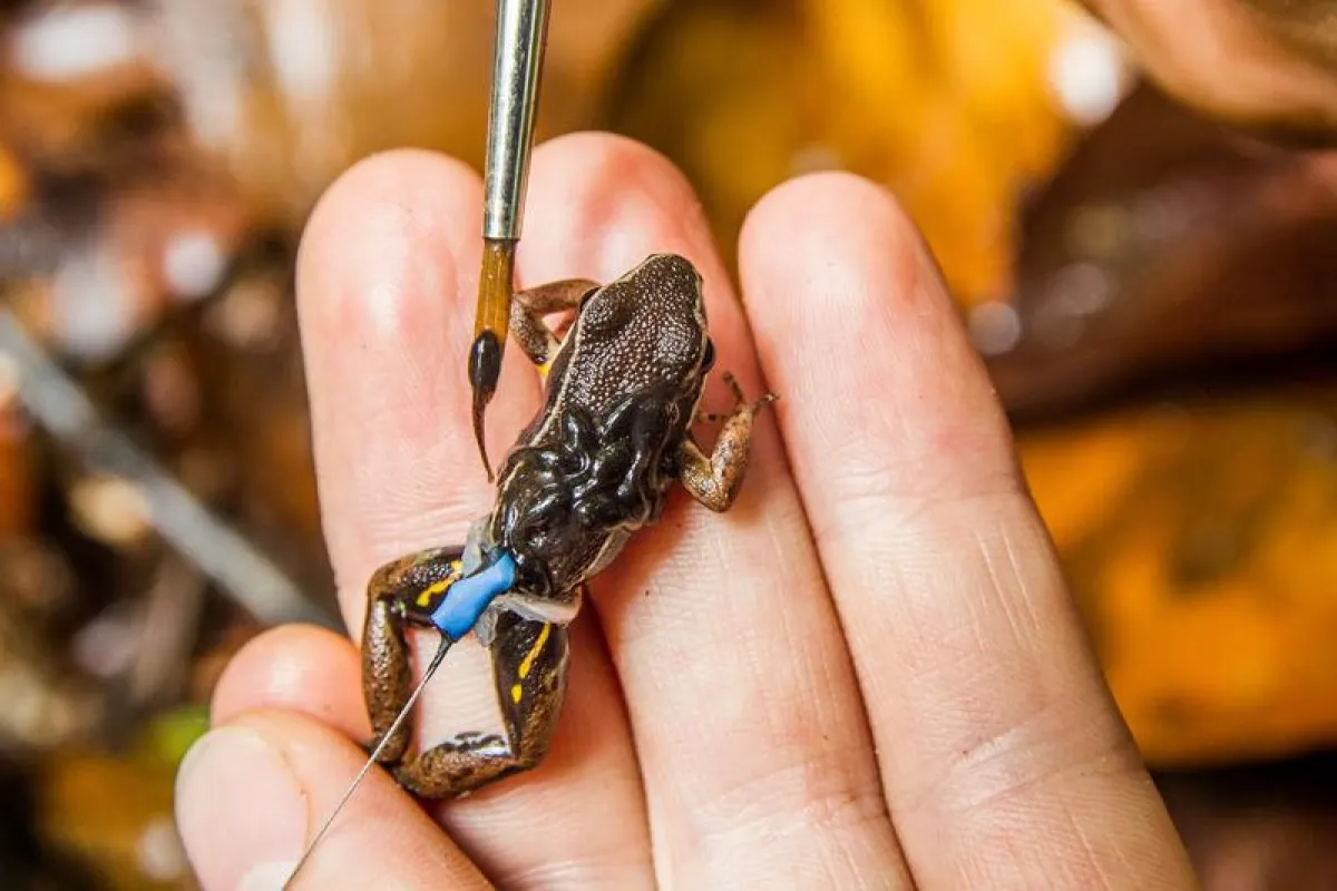 Poison frogs even transport not there own kin to water pools. (Andrius Pasukonis/Eva Ringler)