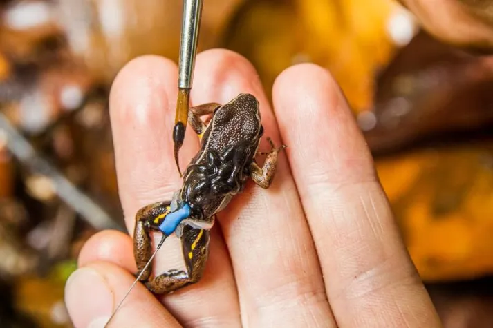 Foster tadpoles trigger parental instinct in poison frogs Bild: Foster tadpoles trigger parental instinct in poison frogs