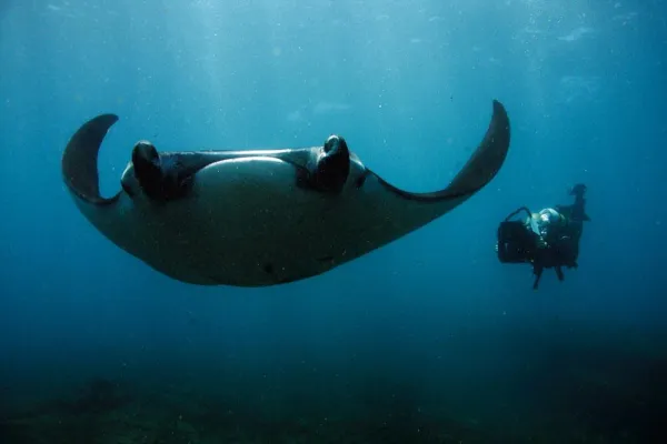 Bild: Messespecial zur Boot in Düsseldorf: Tauchen mit Mantas in Mozambique