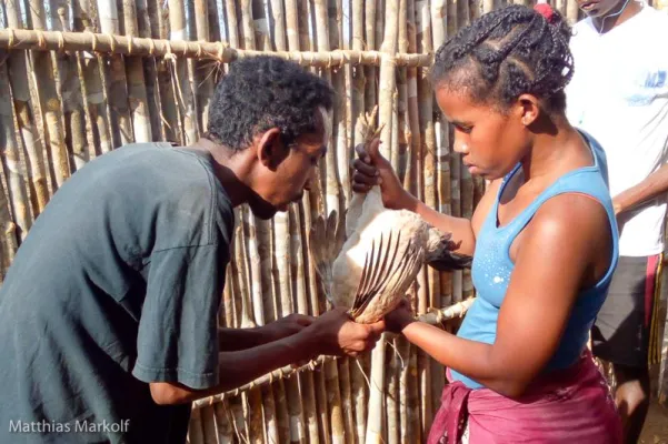 Bild: Lieber Hühnchen statt Buschfleisch - Effiziente Hühnerzucht zum Schutz der Artenvielfalt Madagaskars