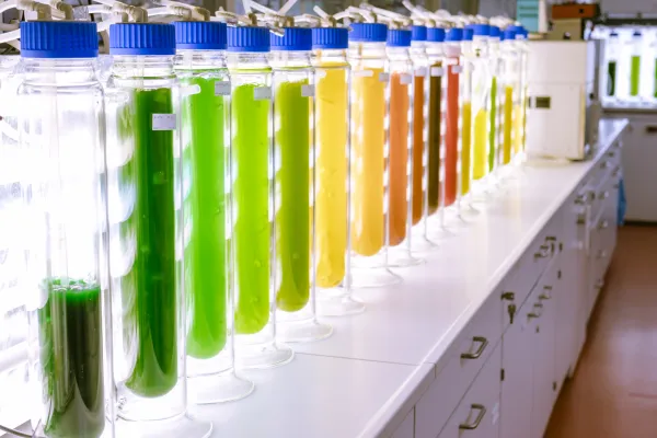 Bild: Algenforschung der Hochschule Anhalt im Fokus 