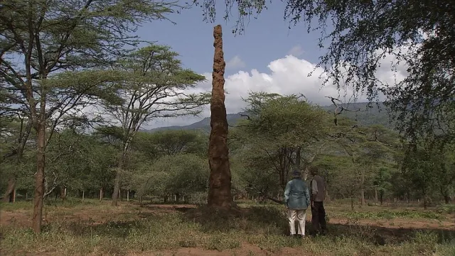Wie machen es die Termiten? Sonderthema "Erneuerbare Energien" beim NaturVision Filmfestival 2012 Bild: Wie machen es die Termiten? Sonderthema "Erneuerbare Energien" beim NaturVision Filmfestival 2012