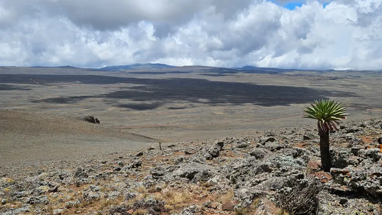 Bild: Klimawandel setzt Pflanzenvielfalt in afrikanischen Bergen unter Druck 