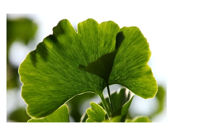 Strahlendes Hautbild durch ein gesunder Darm - die innere und äußere Wiederspiegelung Bild: Strahlendes Hautbild durch ein gesunder Darm - die innere und äußere Wiederspiegelung