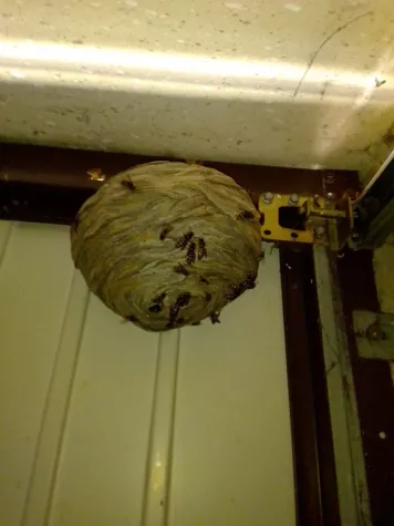 Bild: Wespennest Entfernung in Dortmund durch die GOLDIMKEREI