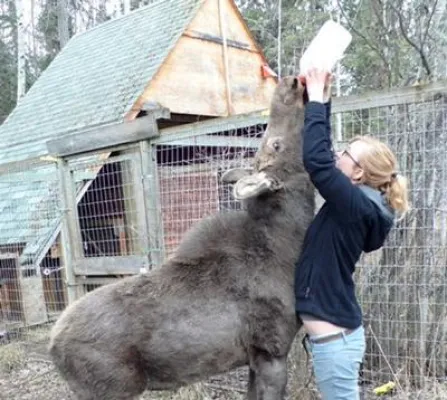 Bild: Im Sozialeinsatz auf Tuchfühlung: Natur- und Tierpflege in den Wäldern Ontarios