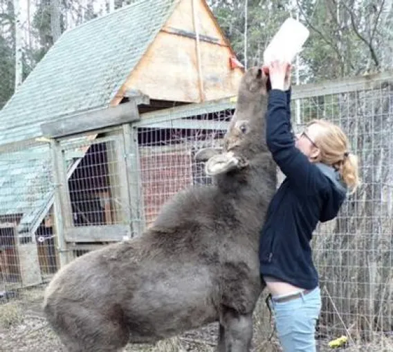 Bild: Im Sozialeinsatz auf Tuchfühlung: Natur- und Tierpflege in den Wäldern Ontarios
