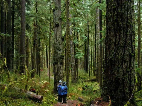 Bild: Wohnen im Regenwald - Magischer Herbst und Winter am Lake Quinault