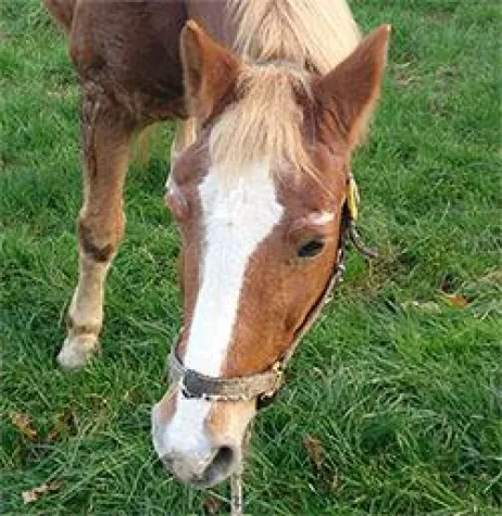 Bild: Führungskräfte/Team-Training mal anders – Interview zur innovativen Methode mit Pferden als Co-Trainer