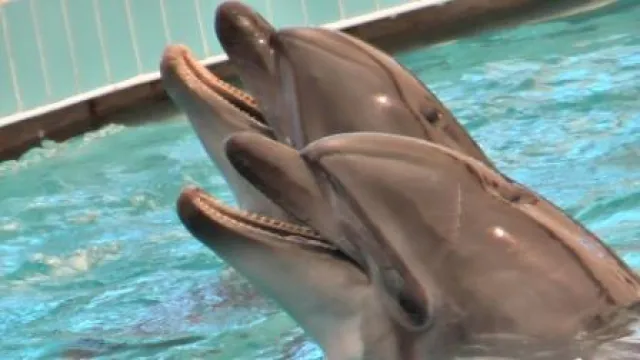 Bild: "Delfine werden als Geldmaschine missbraucht" - Mastur und Rewe-Touristik streichen alle Delfinarientouren