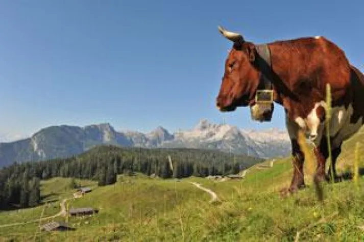 Bild: Zum Tag der Milch am 1. Juni: Ökotest bestätigt Milchqualität der Molkerei Berchtesgadener Land