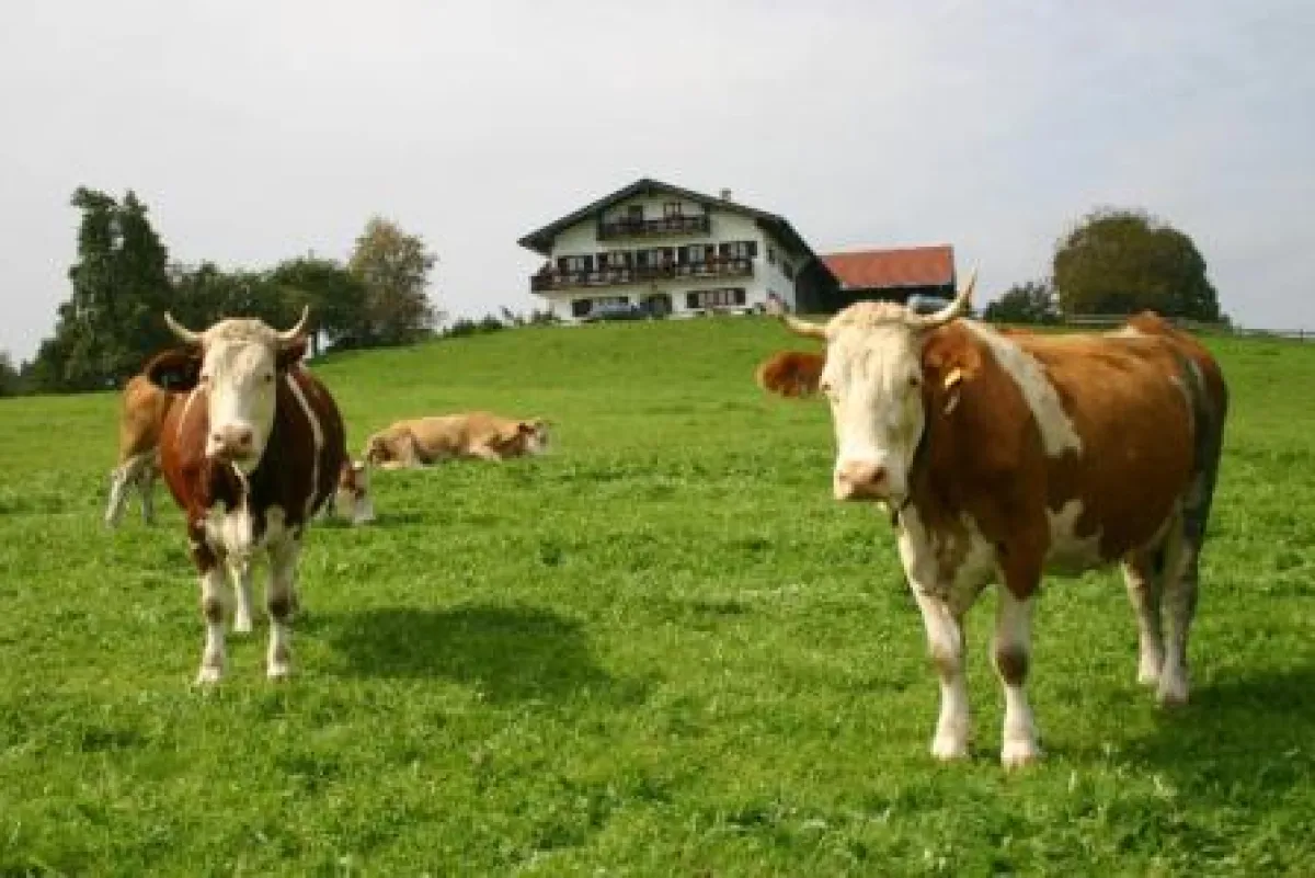 Glückliche Kühe - Zufriedene Bauern