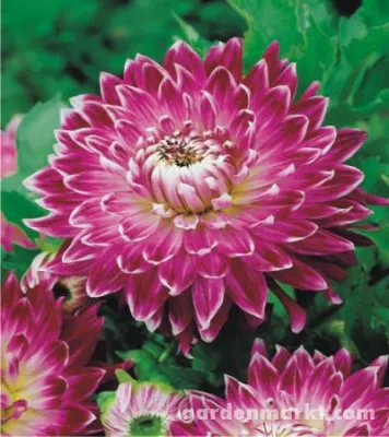 Bild: BENEX - Polnische Blumenzwiebeln von bester Qualität