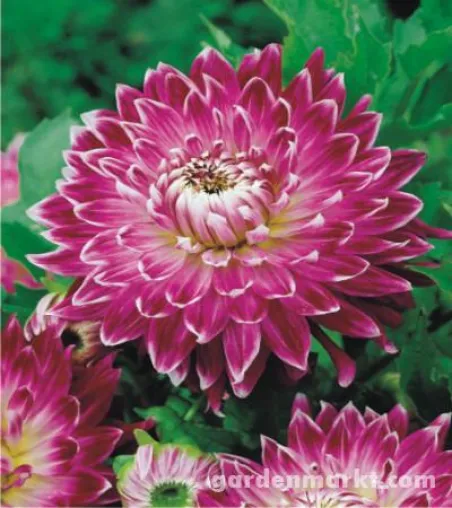 BENEX - Polnische Blumenzwiebeln von bester Qualität Bild: BENEX - Polnische Blumenzwiebeln von bester Qualität