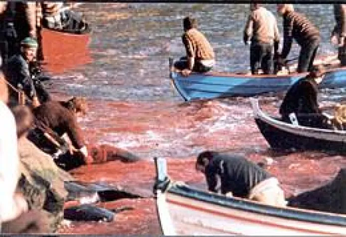 "Undercover-Angler" verhindern weiteres Blutbad auf den Färöer-Inseln Bild: "Undercover-Angler" verhindern weiteres Blutbad auf den Färöer-Inseln