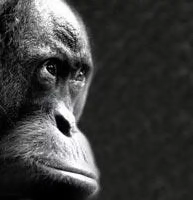 Bild: Fotoausstellung „Affen Art“ im Zoo Frankfurt im Menschenaffenhaus vom 28. März – 10. Juni 2007