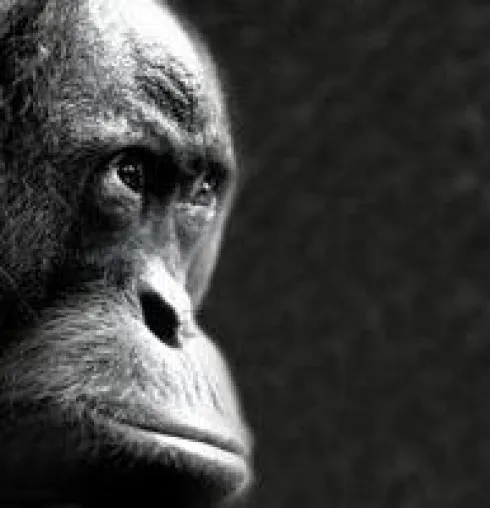 Fotoausstellung „Affen Art“ im Zoo Frankfurt im Menschenaffenhaus vom 28. März – 10. Juni 2007 Bild: Fotoausstellung „Affen Art“ im Zoo Frankfurt im Menschenaffenhaus vom 28. März – 10. Juni 2007