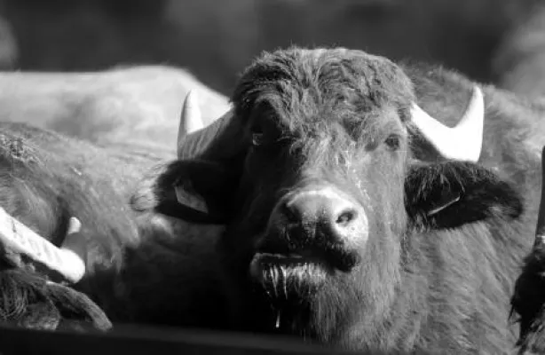 Bild: Spezialität aus dem Cilento: der weltberühmte Büffelmozzarella