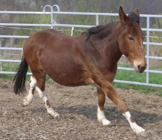 Maultier-Workshop 24.-25.September 2011 in 15306 Seelow Bild: Maultier-Workshop 24.-25.September 2011 in 15306 Seelow